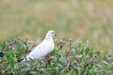 White pigeon sitting on the branch and eat berries