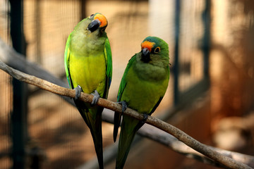 Love birds