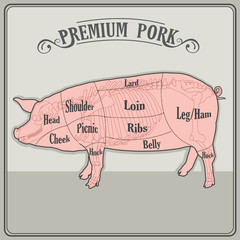 Butcher Pig. Butcher Pig Cuts. Butcher Pig Cuts Meat. Butcher Pig For Sale. Pig Skeleton Vector Illustration. Pig Skeleton Anatomy, Model.