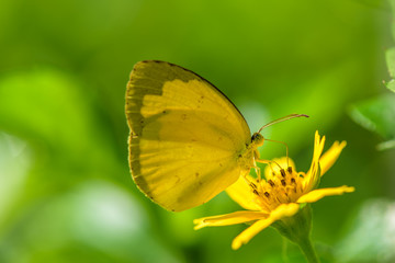 Fototapeta premium Butterfly with yellow flower outstanding on green background.