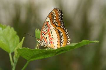 Leoparden Netzflügler 