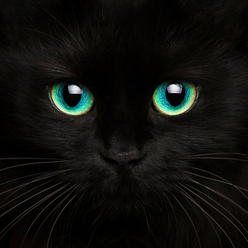 Cute muzzle of a black cat close up