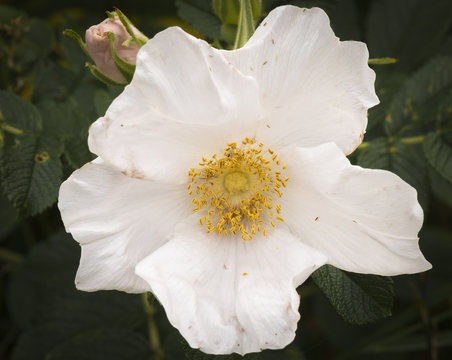 A close up image of a wild White Rose flower