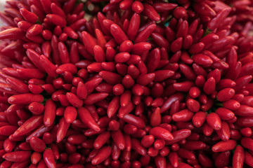 scharfe rote Chili, gebündelt