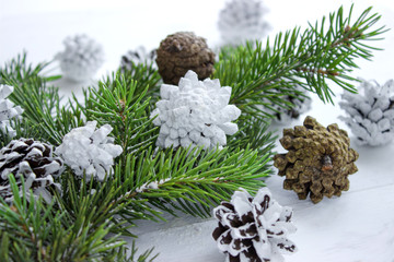Green fir branches and white buds.White natural background.