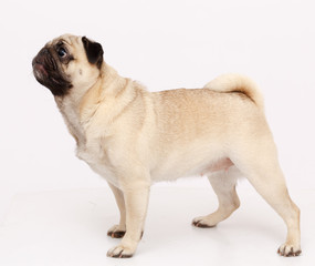 Pug dog isolated 