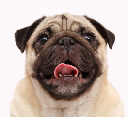 Obraz premium Pug dog isolated 