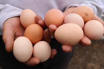 eggs