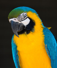 Blue and Gold Macaw Parrot Portrait