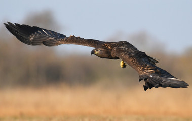 White tailed Eagle (Haliaeetus albicilla)