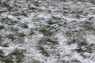 Cold depressive picture of grass under snow. Concept for sad blogs, articles about bad weather