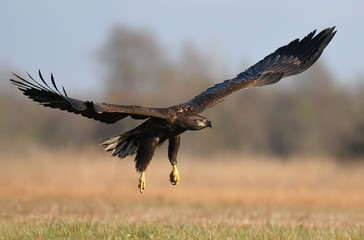 White tailed Eagle (Haliaeetus albicilla)