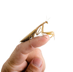 Beetle Mantis sitting on a finger. Isolated.