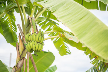 Green bananas bunch on tree