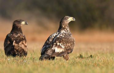 White tailed Eagle (Haliaeetus albicilla)