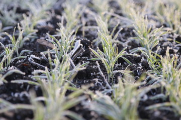 Getreide im Frost
