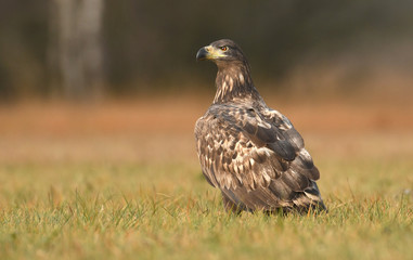 White tailed Eagle (Haliaeetus albicilla)