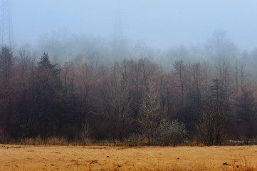 foggy forest edge and sand along the road