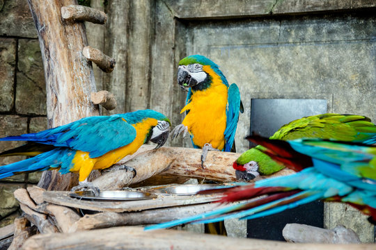 two blue-and-yellow macaw sitting on a branch 