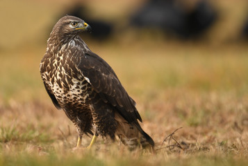Common buzzard (Buteo buteo)