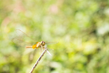 dragonfly with blur background.