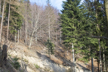 Pines and other trees on the slopes