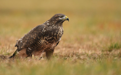 Common buzzard (Buteo buteo)