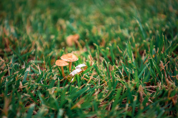 Wedding rings in the grass next to the mushrooms