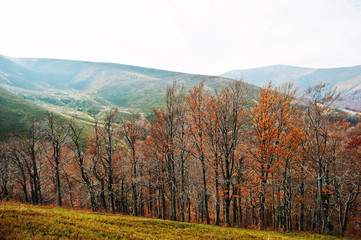 Fototapeta premium Row of autumn trees in scenic Carpathian mountains