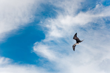 Black Gull flying with a blue sky background