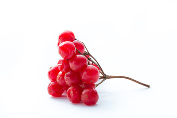 Viburnum (viburnum opulus) berries isolated on white background