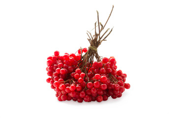 Viburnum (viburnum opulus) berries isolated on white background