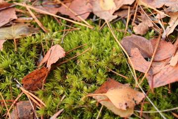 green moss covered with yellow leaves closeup