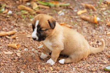 Obraz premium portraits of brown puppy dog.