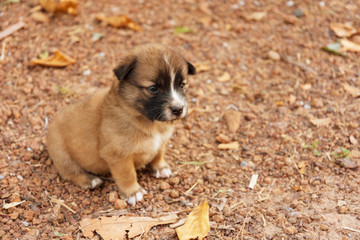 portraits of brown puppy dog.