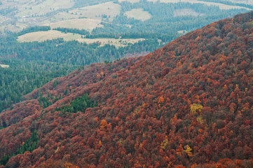 Landscape of red trees forest on Carpathian mountains. Beauty of