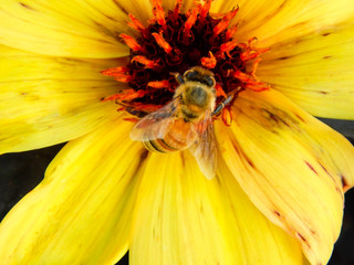 Yellow Flower and Bee