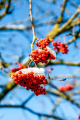 Гроздья рябины укрыты снежной шапкой