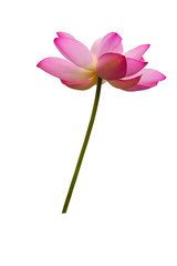 Single Pink Lotus Flower