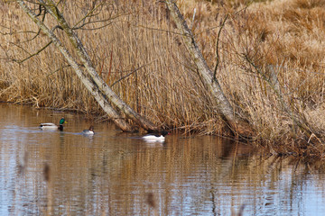 Common merganser