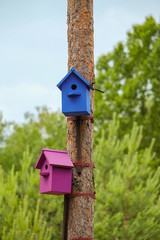 Two colored birdhouses on tree trunks. Blue and purple nesting boxes.