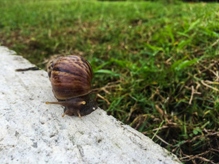 Snail on cement in garden / Mobile photography