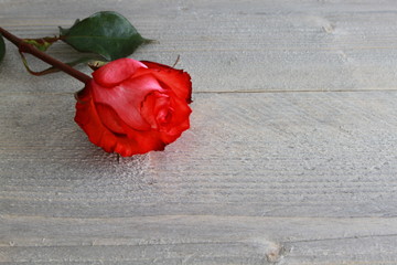 Rote Rose auf Holz Hintergrund