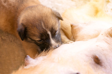 portraits of brown puppy dog is eating breast milk.