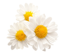 Fototapeta na wymiar Three white flowers against white background