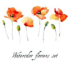 Set of watercolor poppy flowers on a white background.