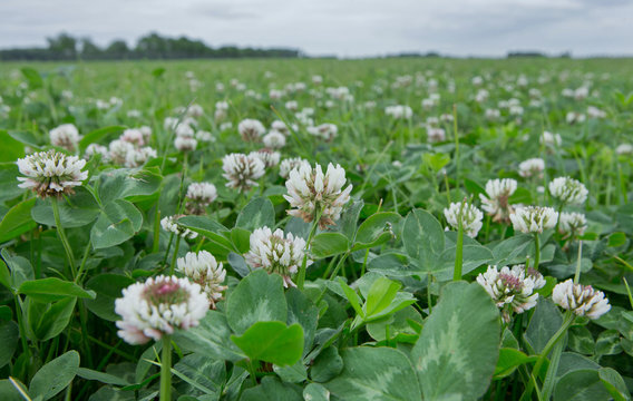 Clover. Clover. Field of clover. Agriculture. Flevopolder Netherlands. 