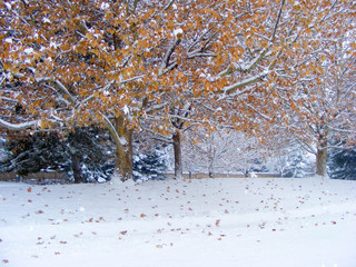 Fall Tree in Winter