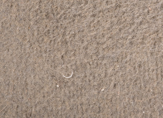 carpet texture, top view