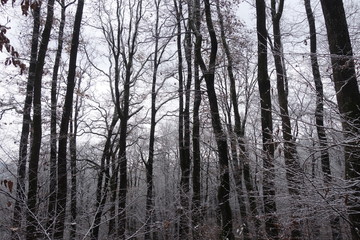 Winter forest. Transcarpathia